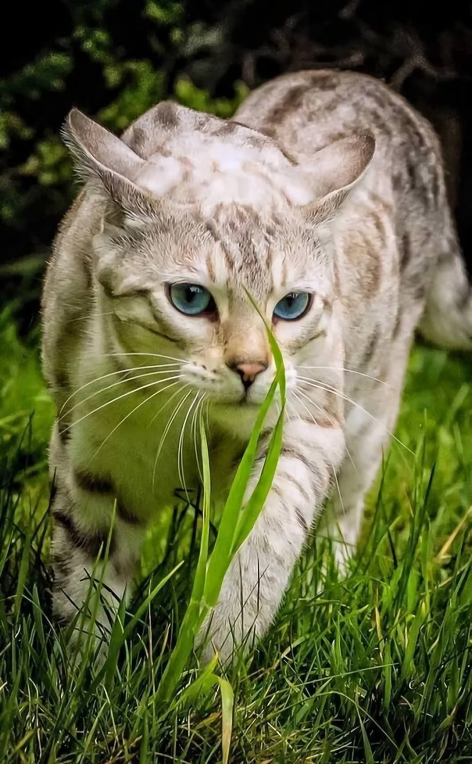 Красивые коты