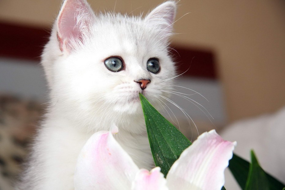 Белый котенок