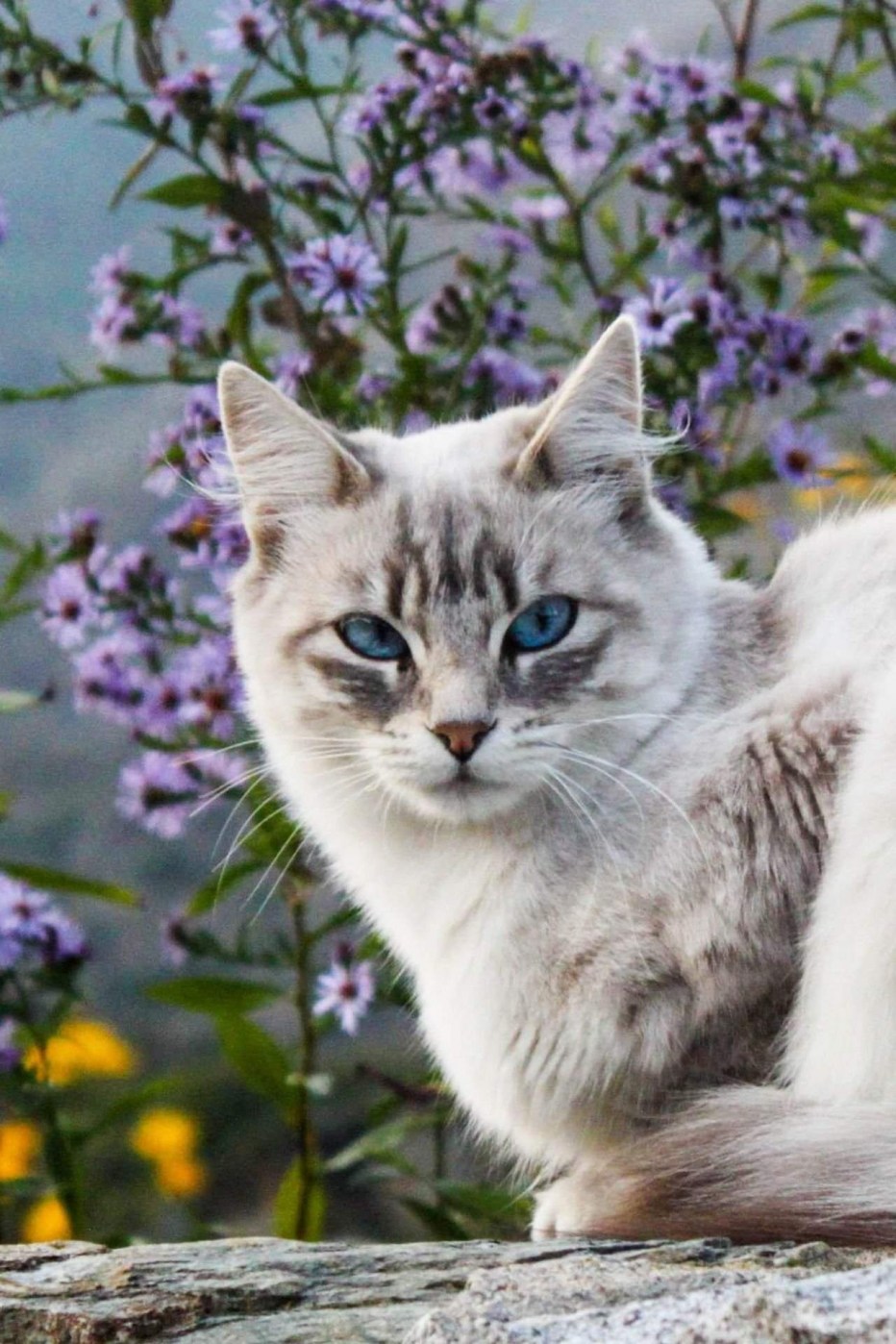 Очень красивые кошки