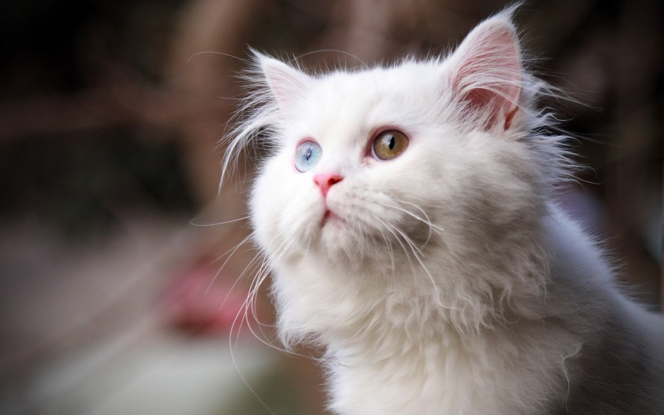 Котенок с цветочком
