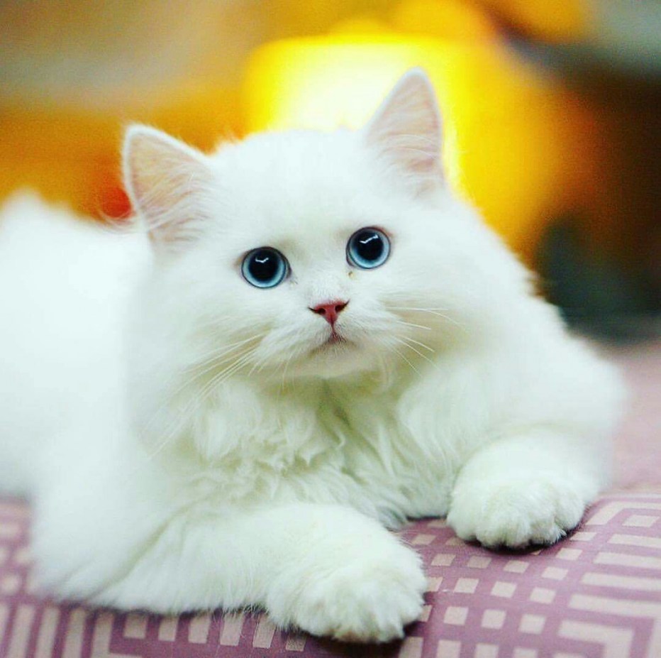 Белый котенок