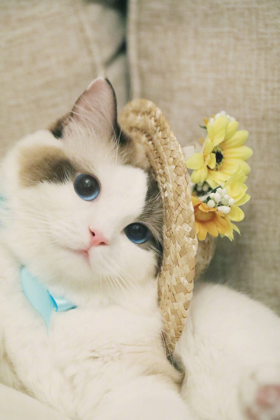 Милая кошка
