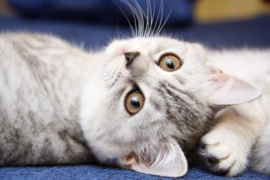 Красивые котики