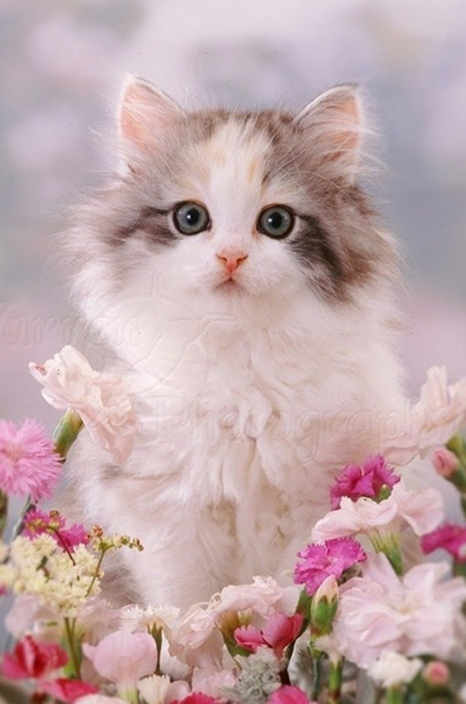 Красивые кошки