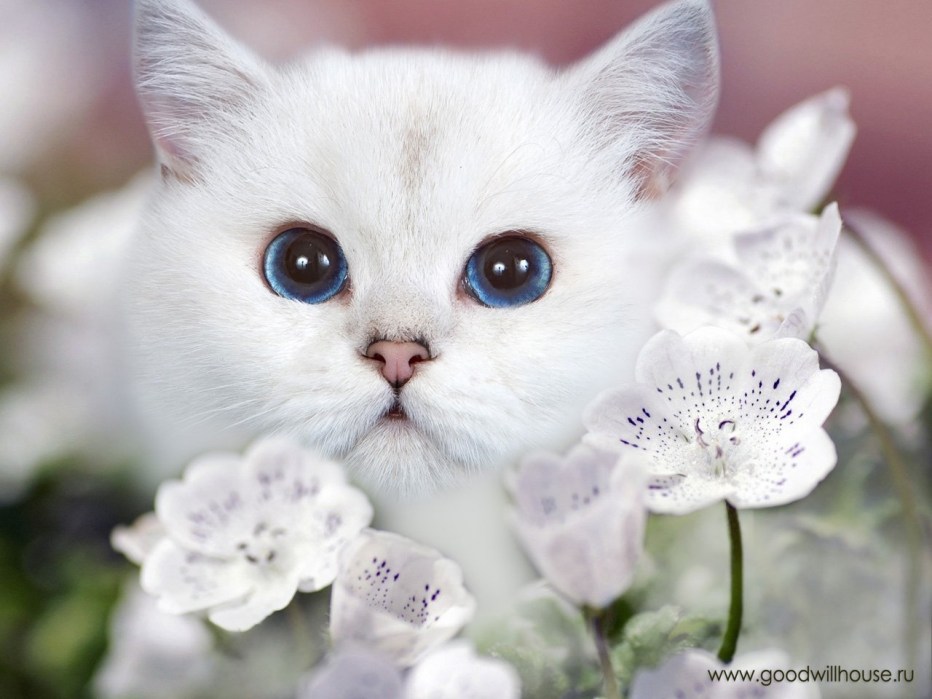Милые коты