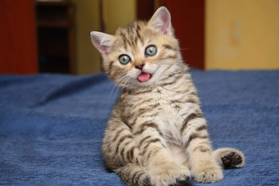 Гималайская кошка белая