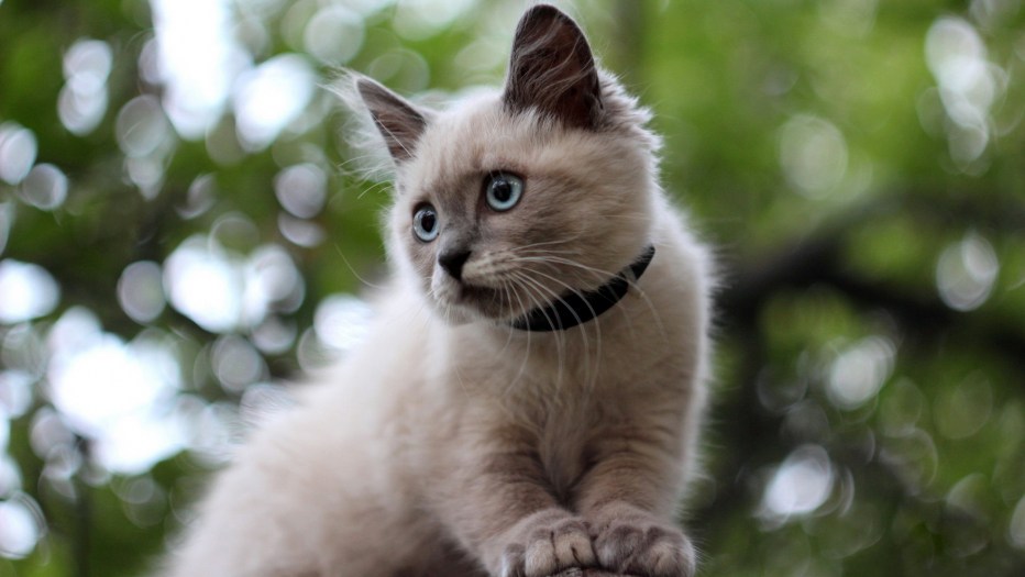 Сиамская тигровая кошка