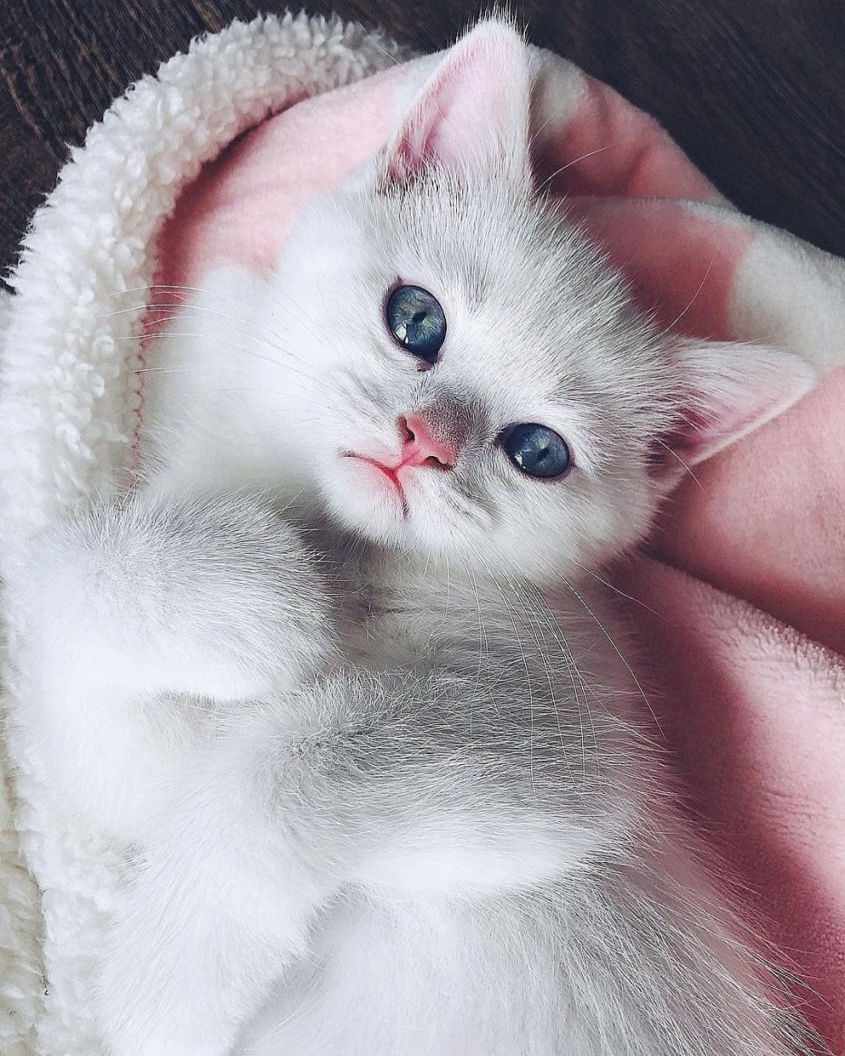 Красивые котята