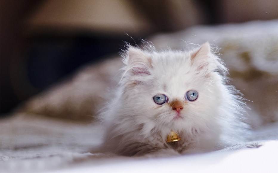 Милые коты
