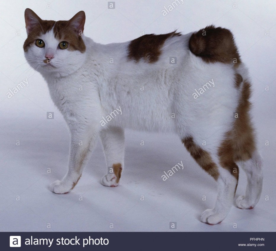 Японский бобтейл кошка