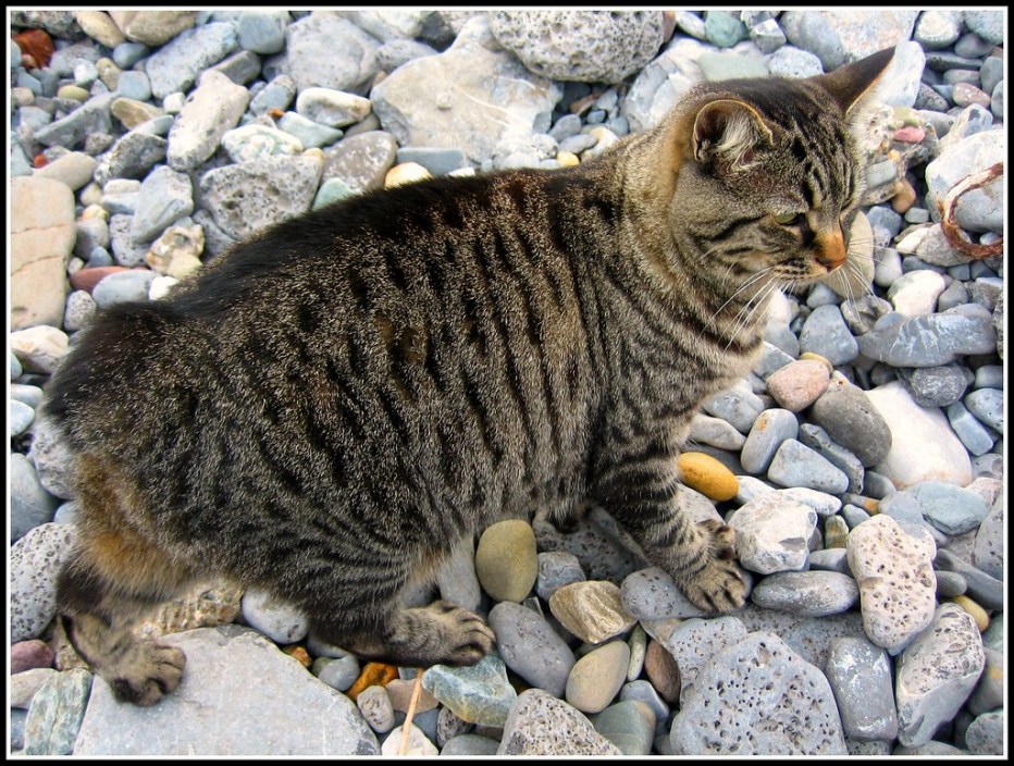 Мэнская кошка