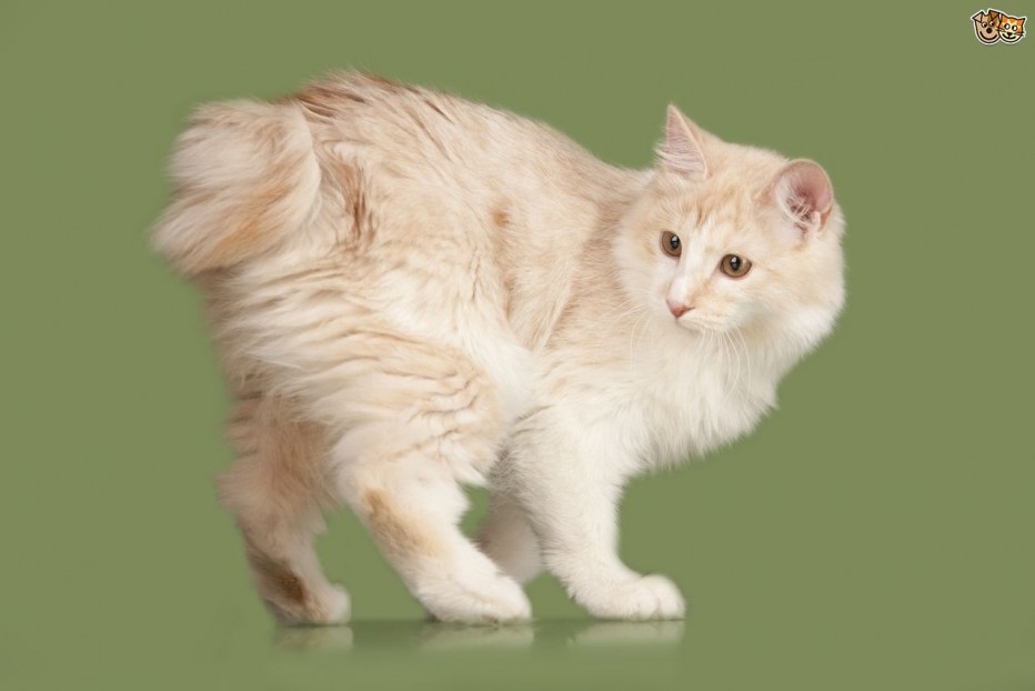 Королевский бобтейл