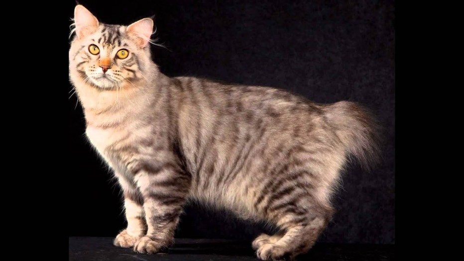 Американский бобтейл кошки