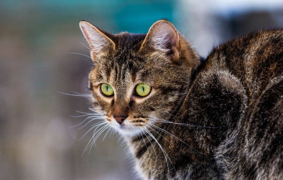 Мяуканье котят для кошки