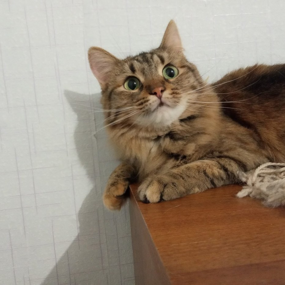 Шпротный окрас у кошек