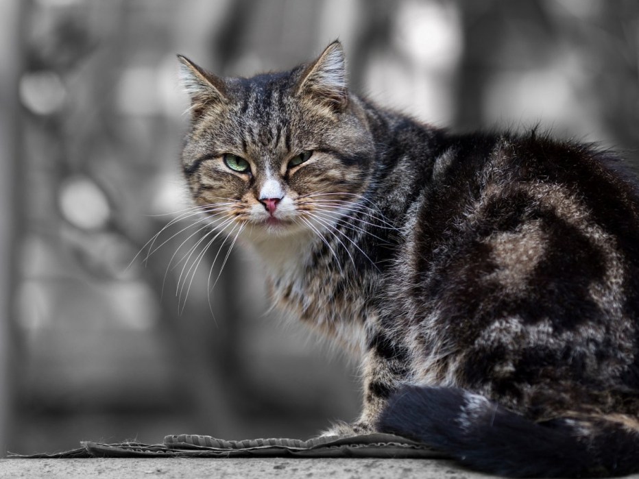 Тигриные котята