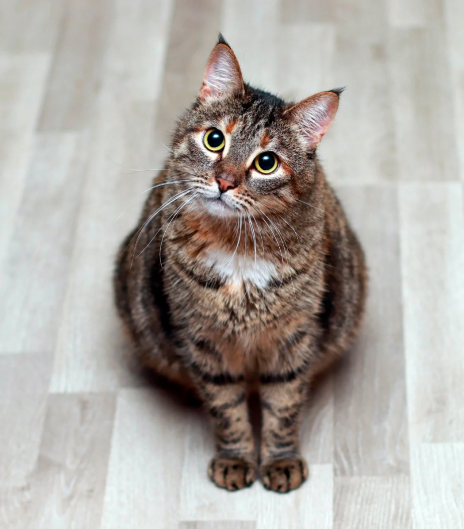 Шпротная кошка