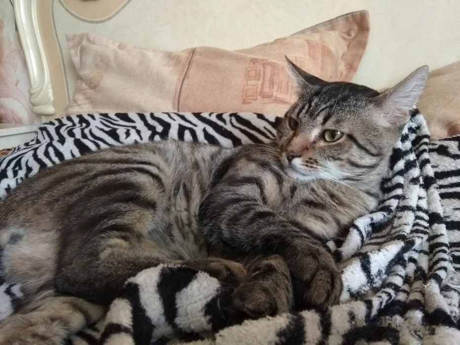 Кошуня