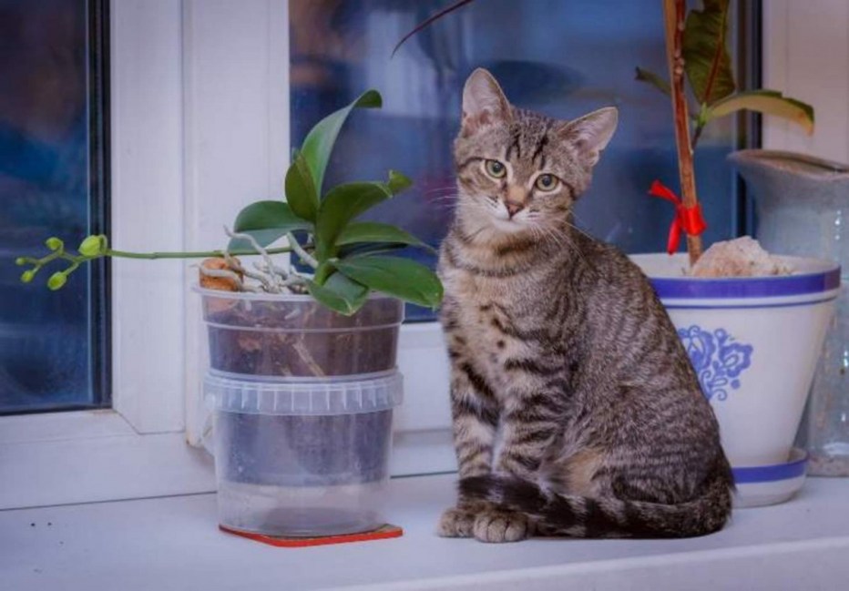 Кошка Корниш камышовый окрас Екатеринбург
