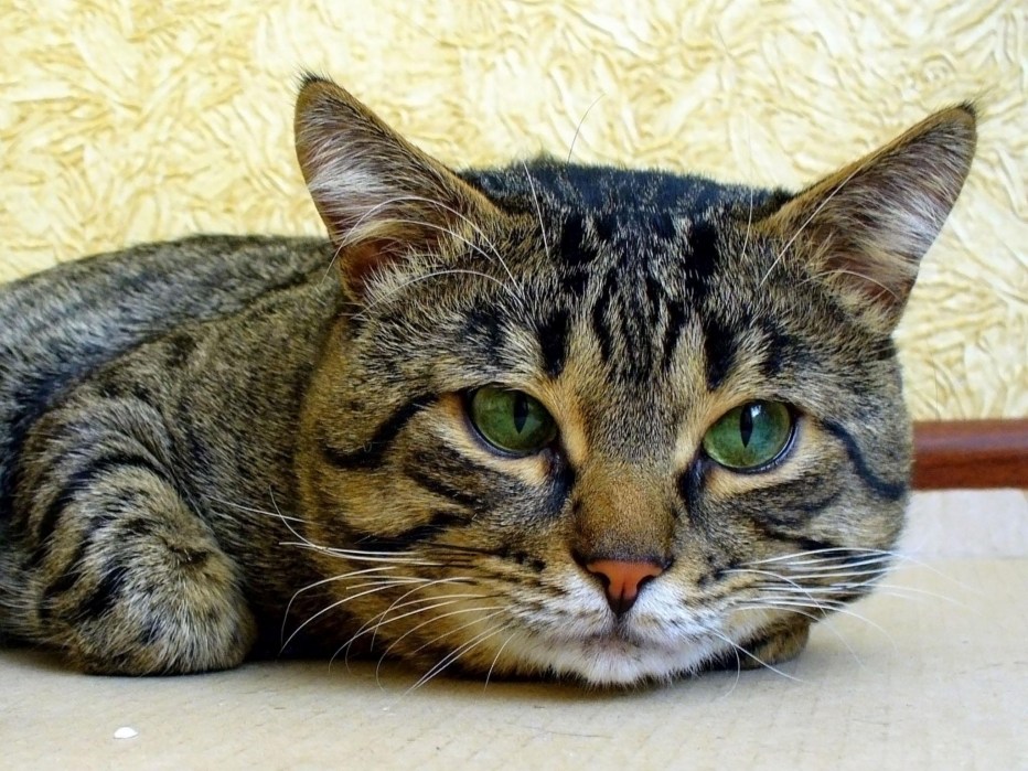Любители котиков
