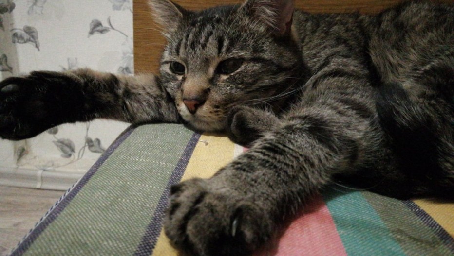Кот и шпроты