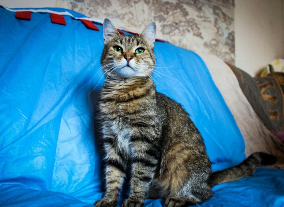 Кот расцветки шпрот