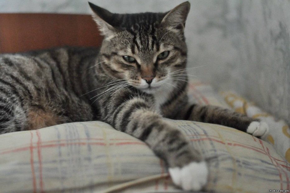 Кот шпрот