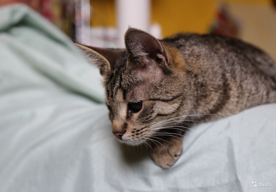 Шпротный окрас у кошек