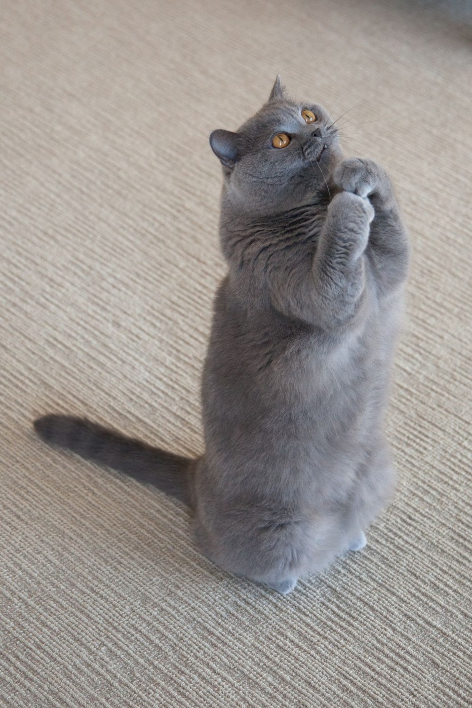 Котик просит