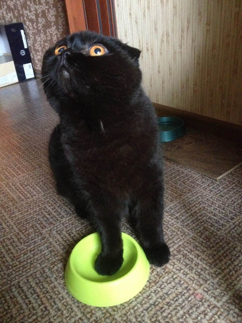 Голодные коты