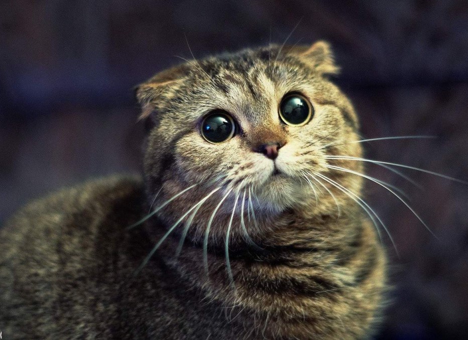 Котики няшки