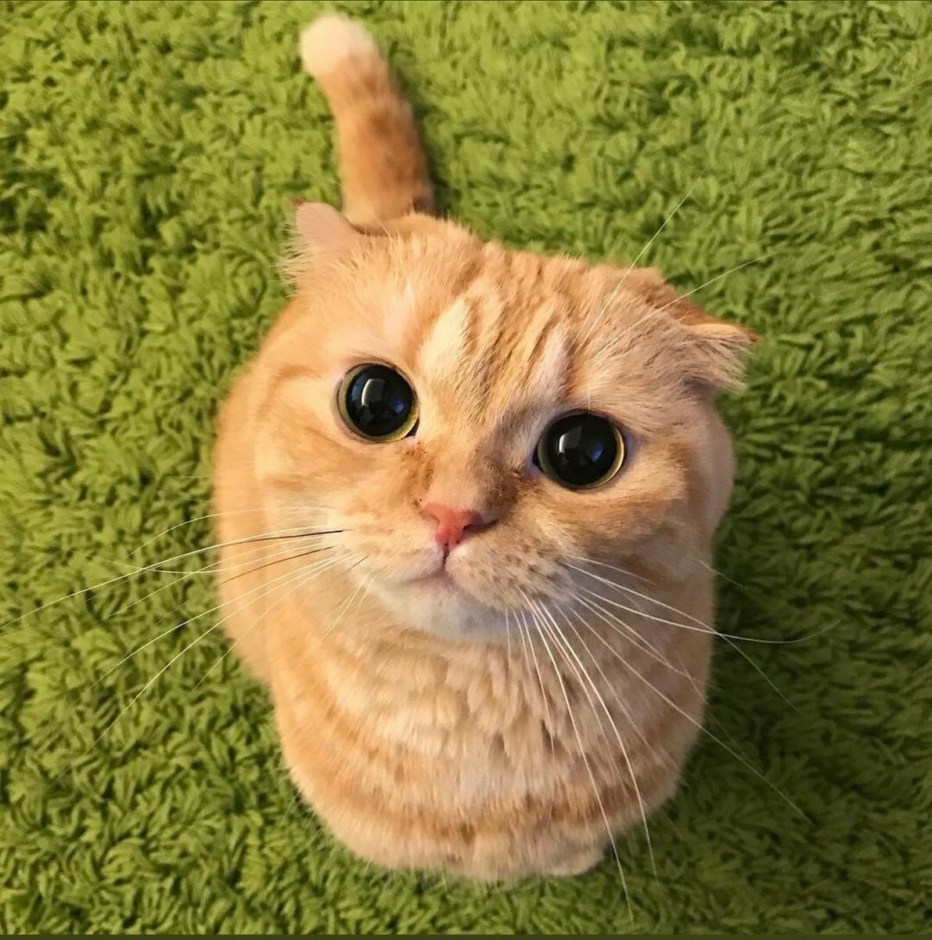 Кот Шрек глаза