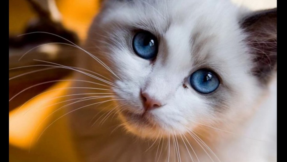 Котенок с красивыми глазами