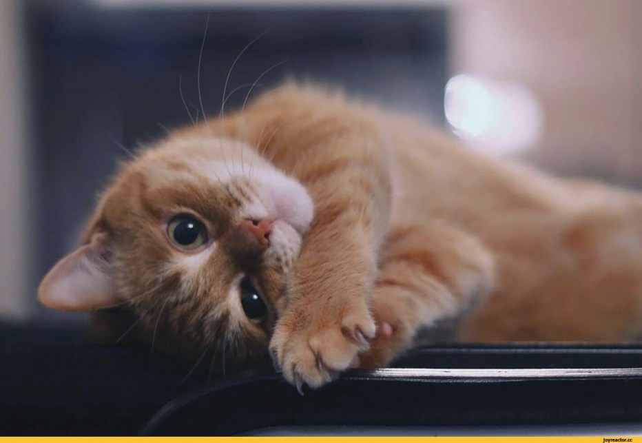 Котик выпрашивает