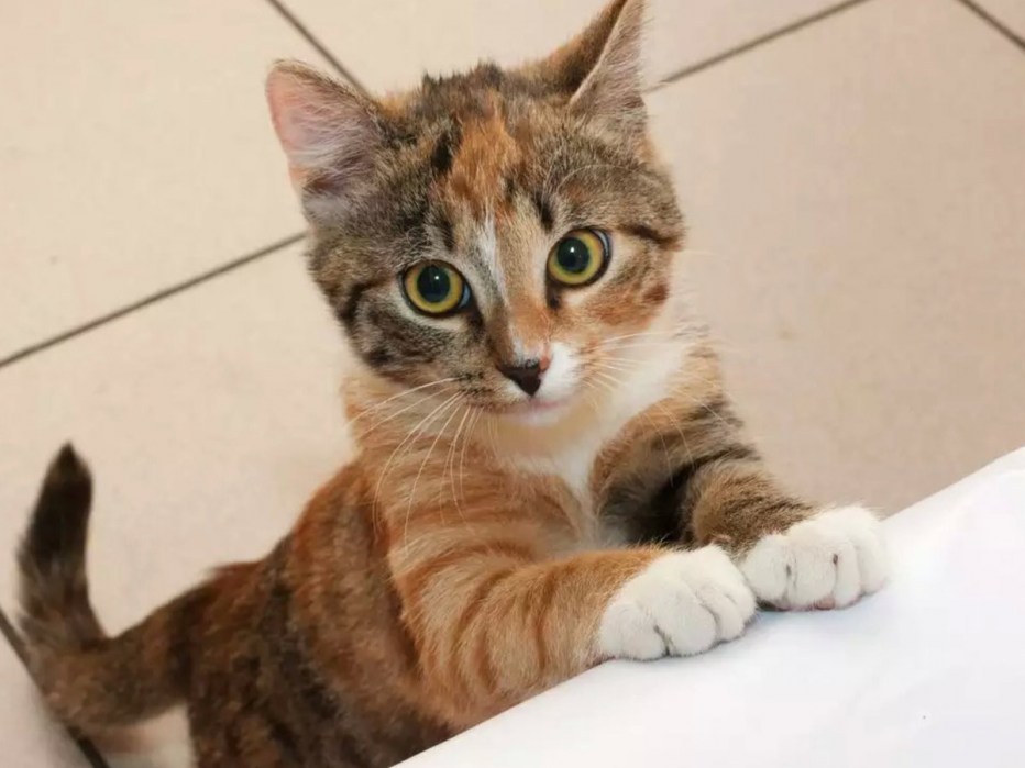 Кошка просит