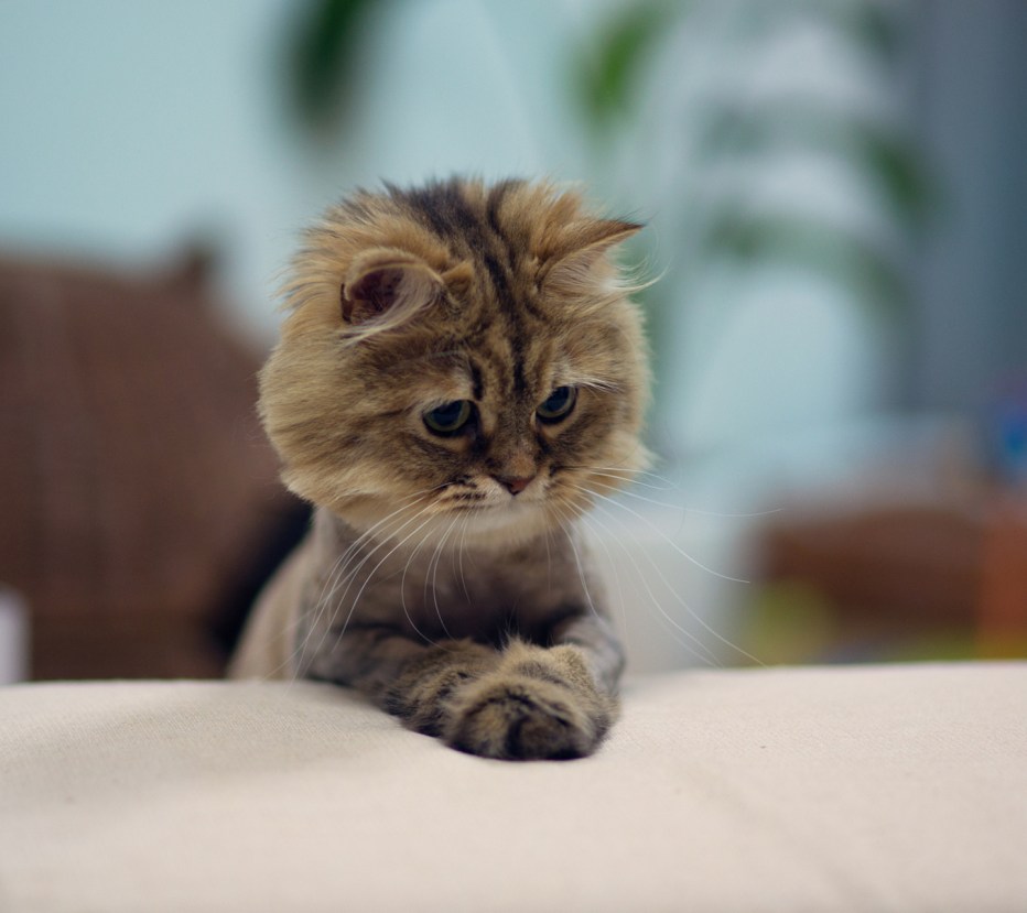 Котик просит прощения