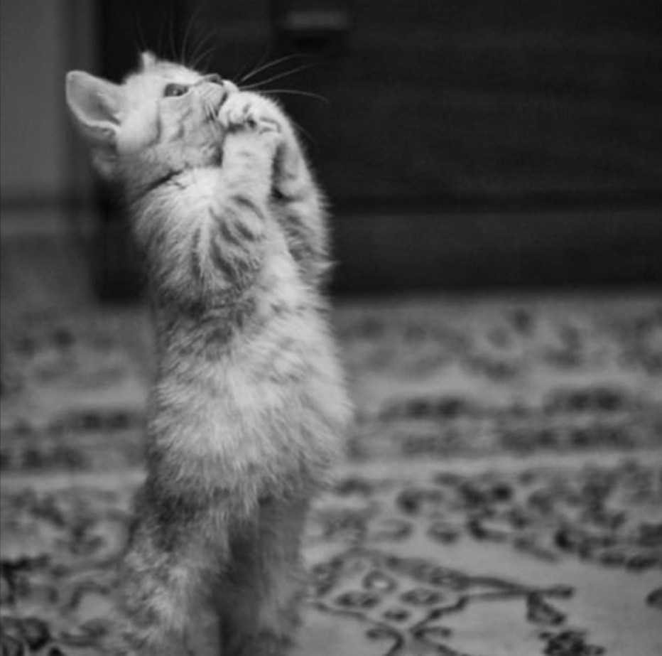 Молящий котик