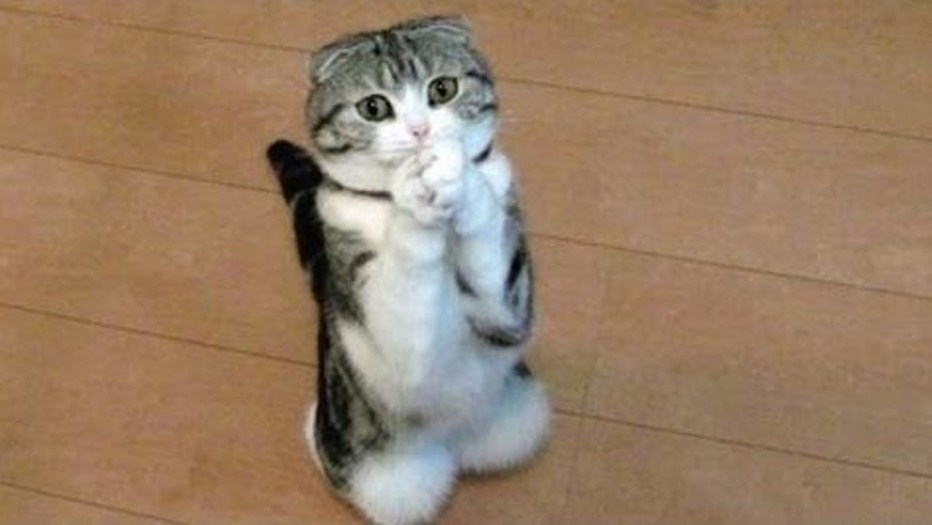 Просящий котик