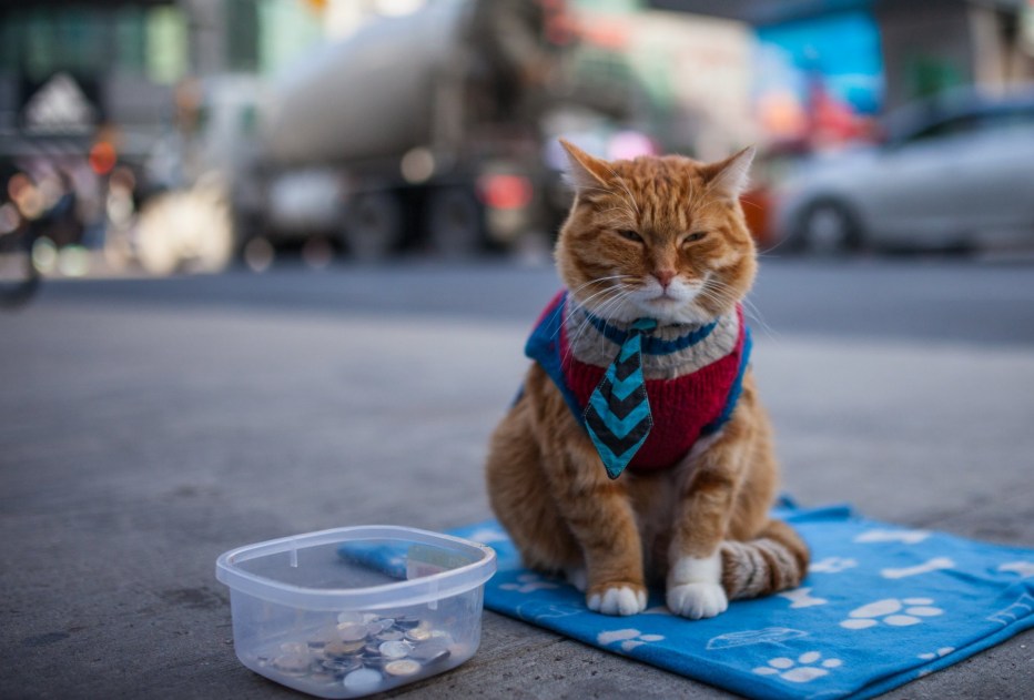 Коты на улице