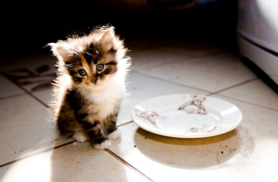 Котенок кушает