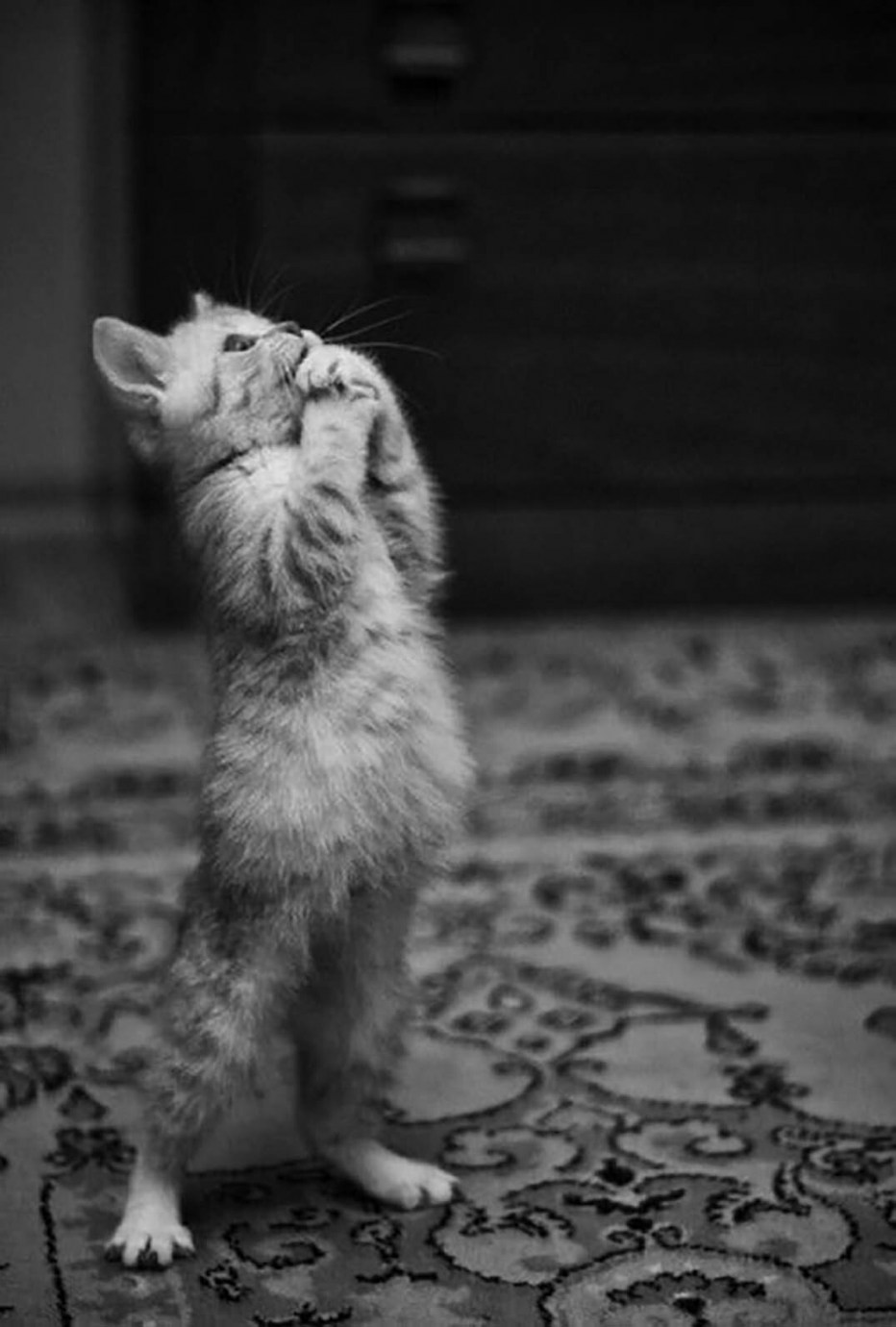 Котик молится