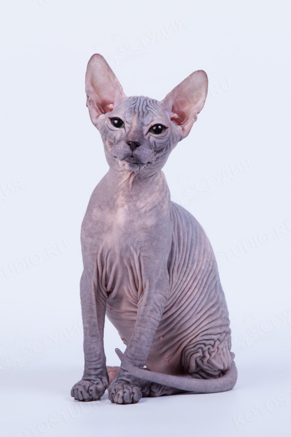 Донской сфинкс кошка