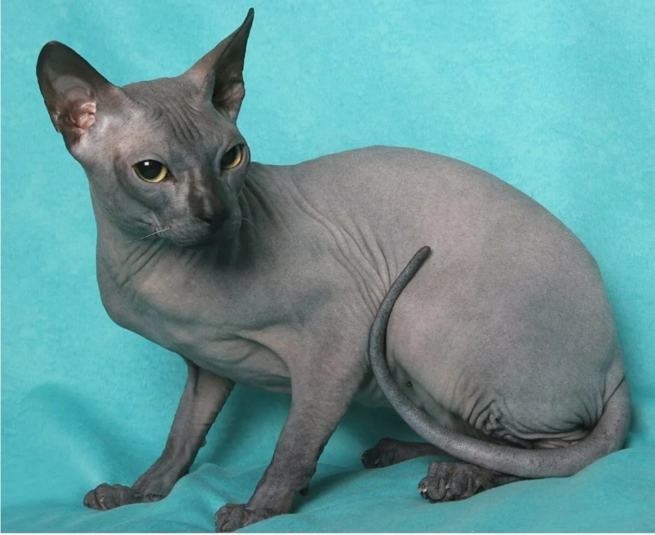 Донской сфинкс кошка