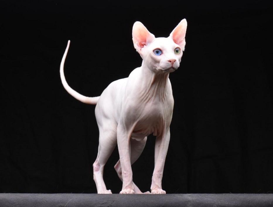 Донской сфинкс кошка