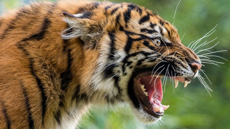Рисунок рычащего тигра