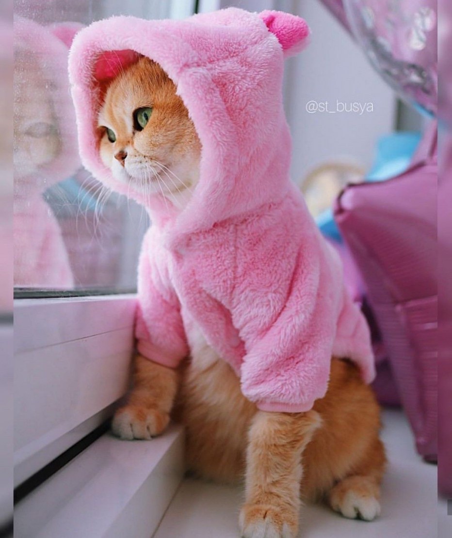Котик в розовой кофточке