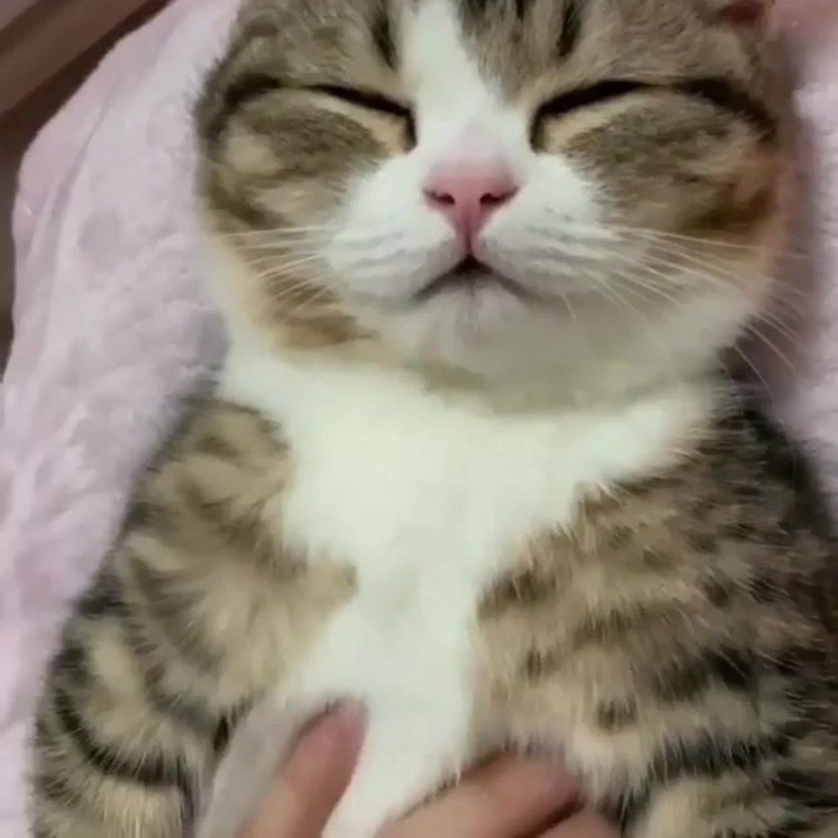 Котик мягонький животик