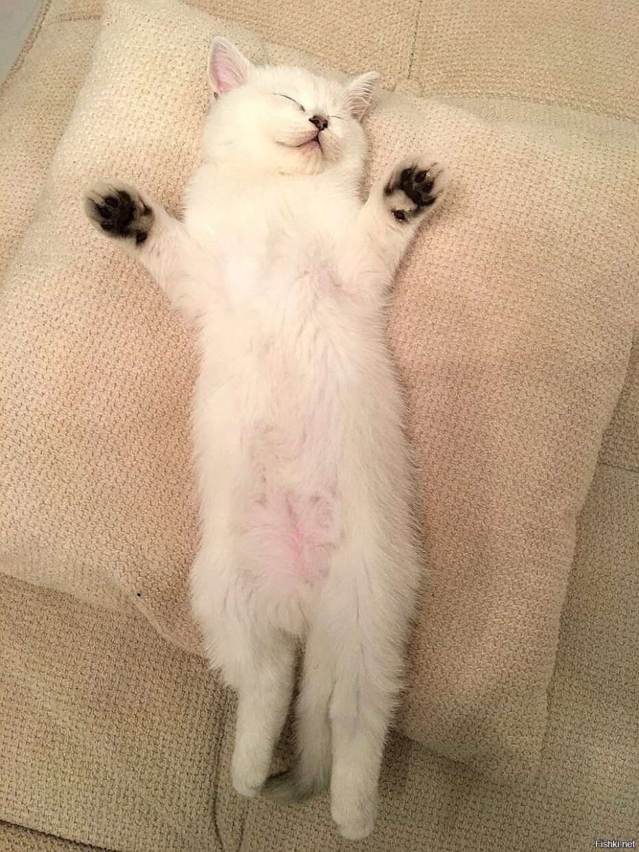 Котик лежит на спине