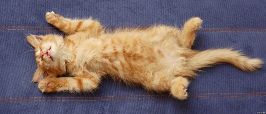 Котик пушистый животик
