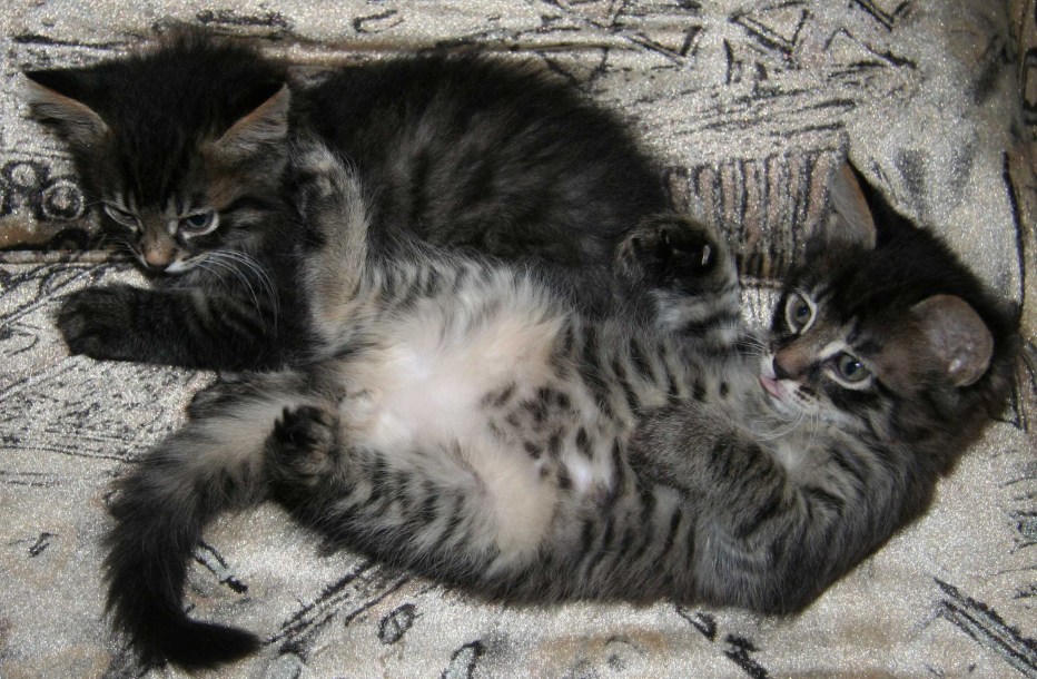 Картинки котят в животе